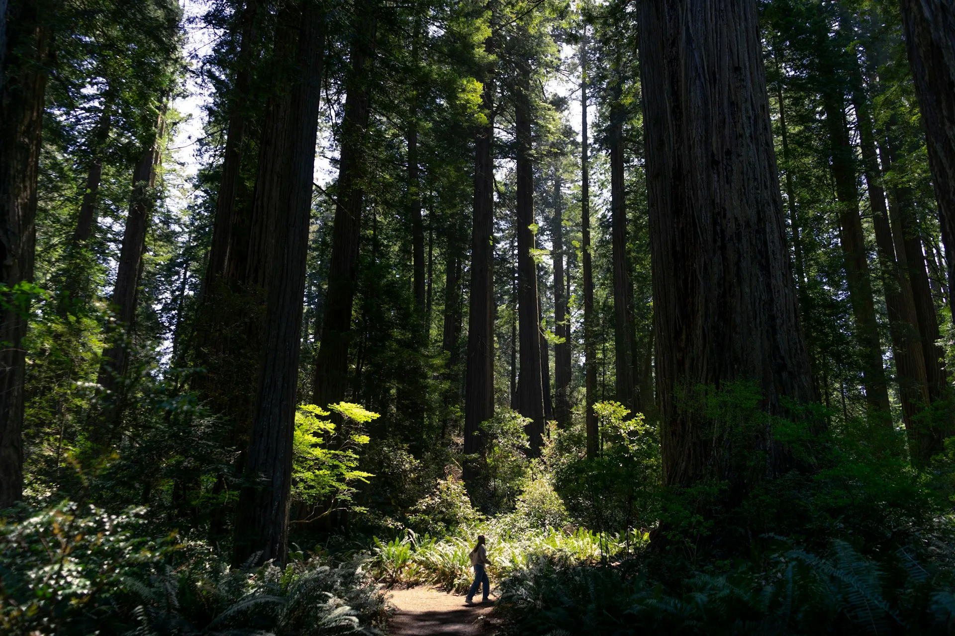 A person walking among towering redwood trees